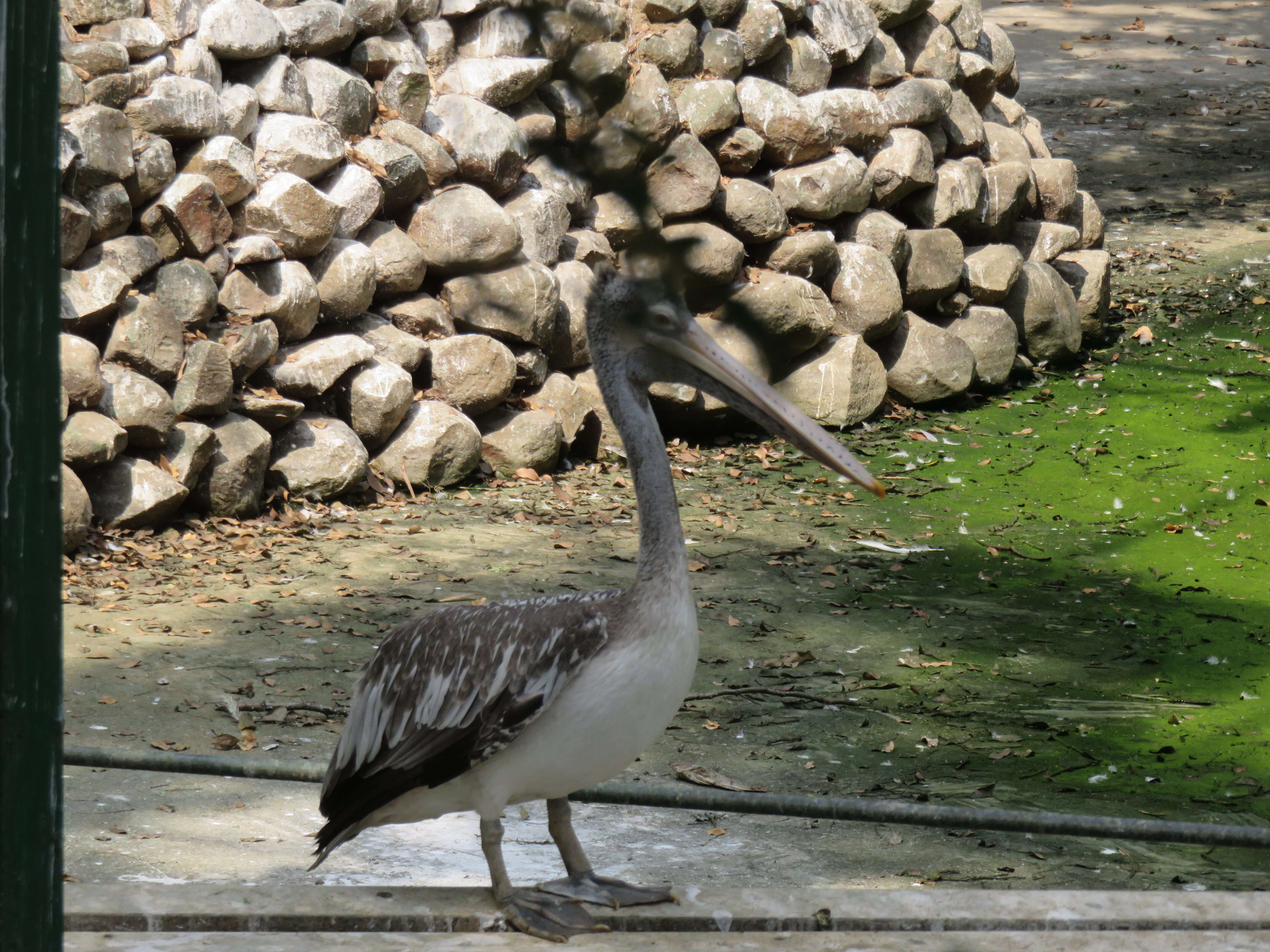 Image of Grey Pelican