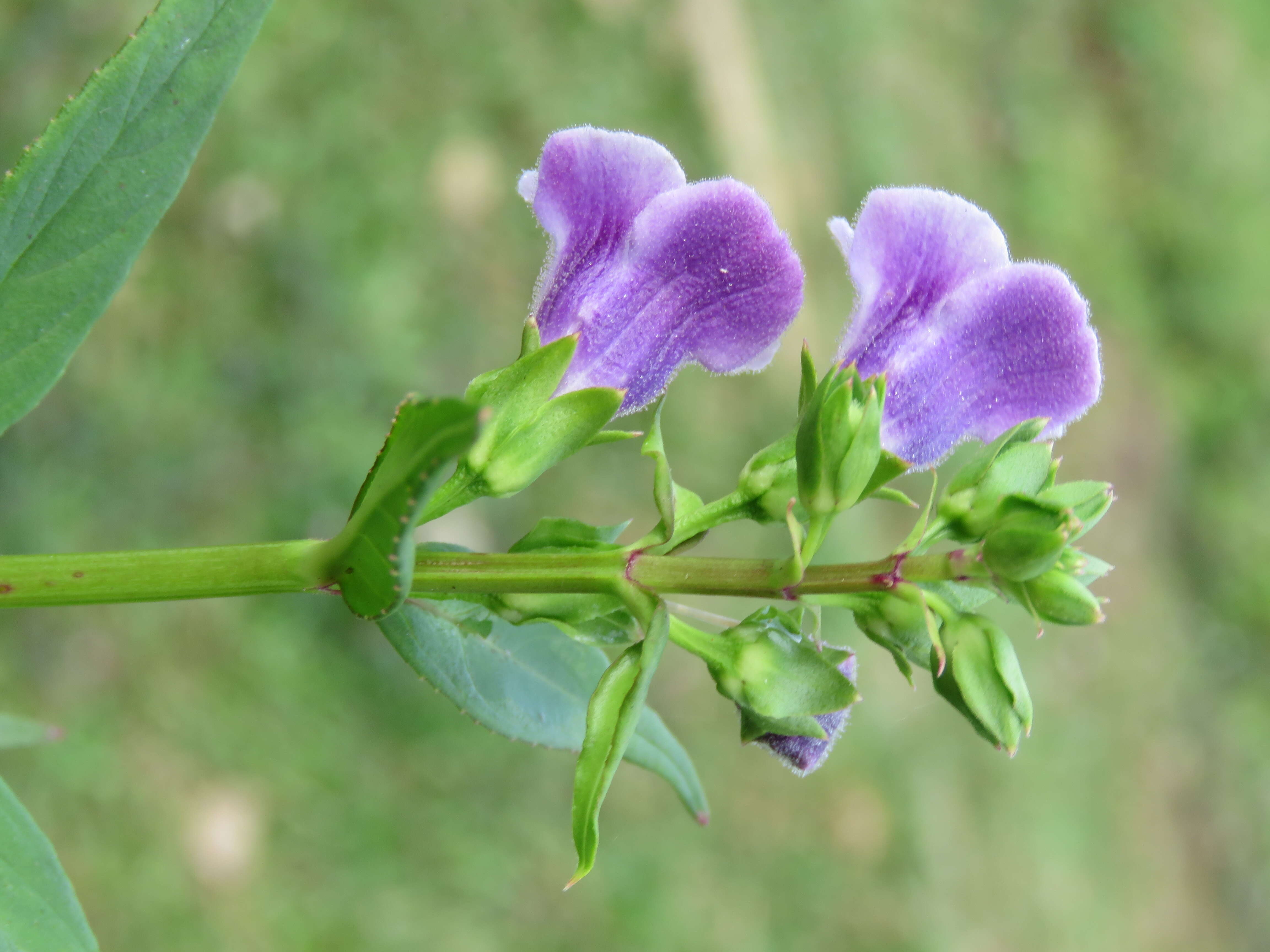 Image de Artanema longifolium (L.) Vatke