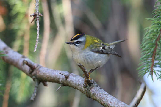 Image of Common Firecrest