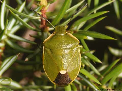 Image of <i>Chlorochroa juniperina</i>