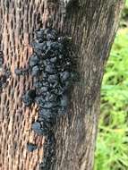 Image of Black Witches' Butter