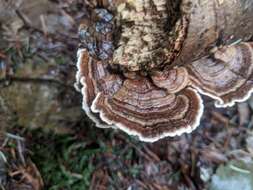 Image of Turkey Tail