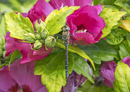 Image of Migrant Hawker