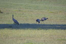 Image of Common Crane