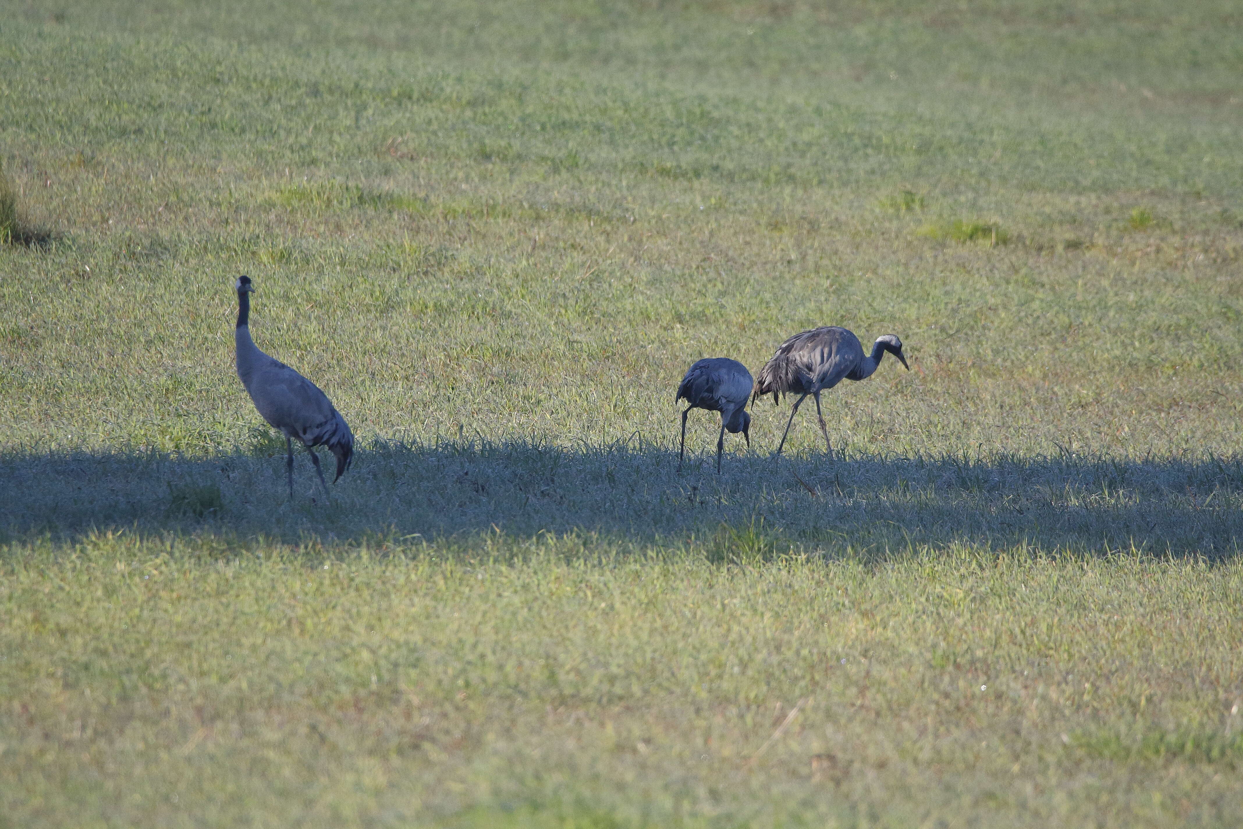 Image of Common Crane