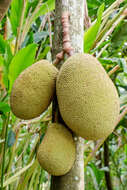 Image of jackfruit