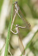 Image of Siberian Winter Damsel