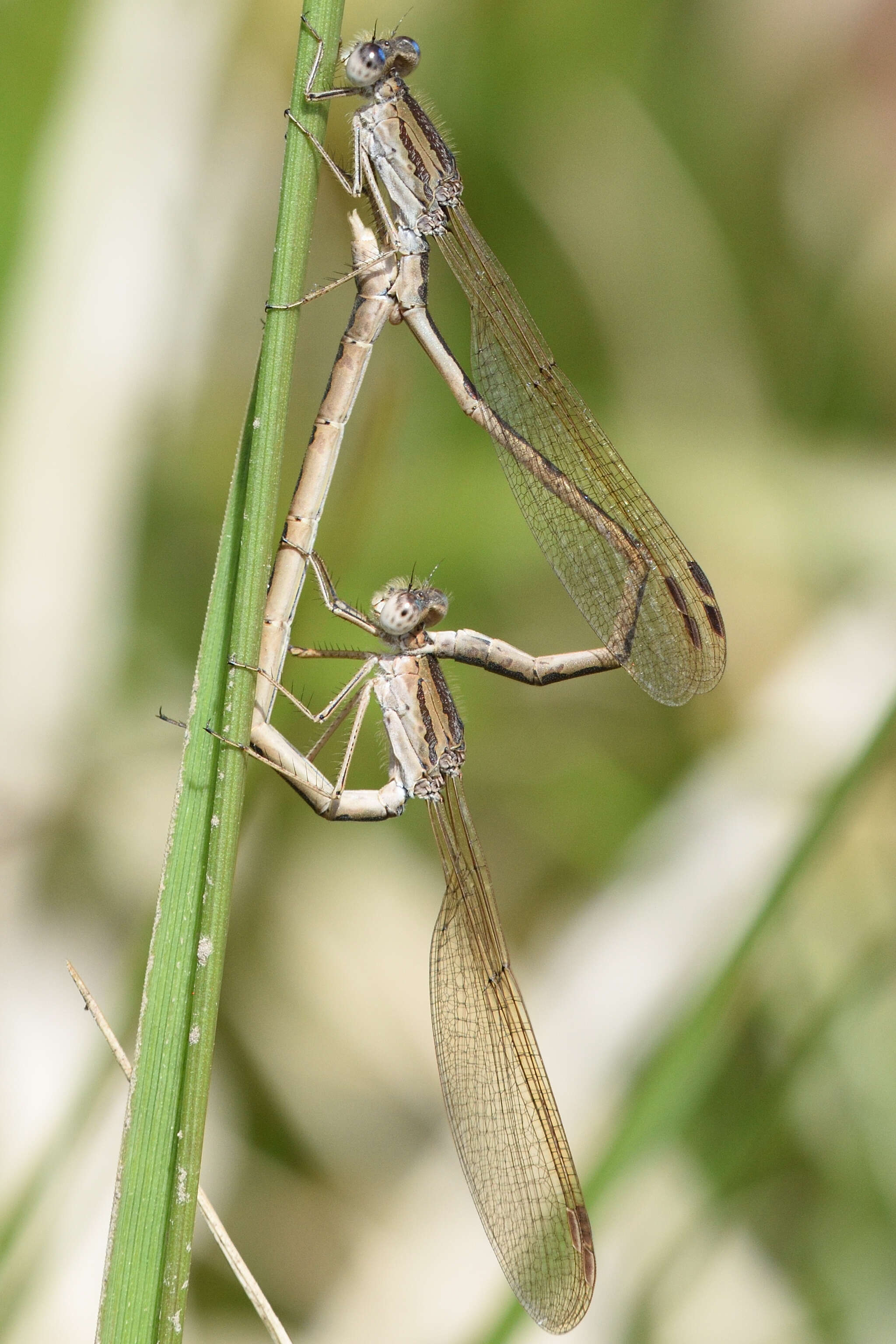 Image of Siberian Winter Damsel