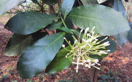 Image of Ixora finlaysoniana Wall. ex G. Don