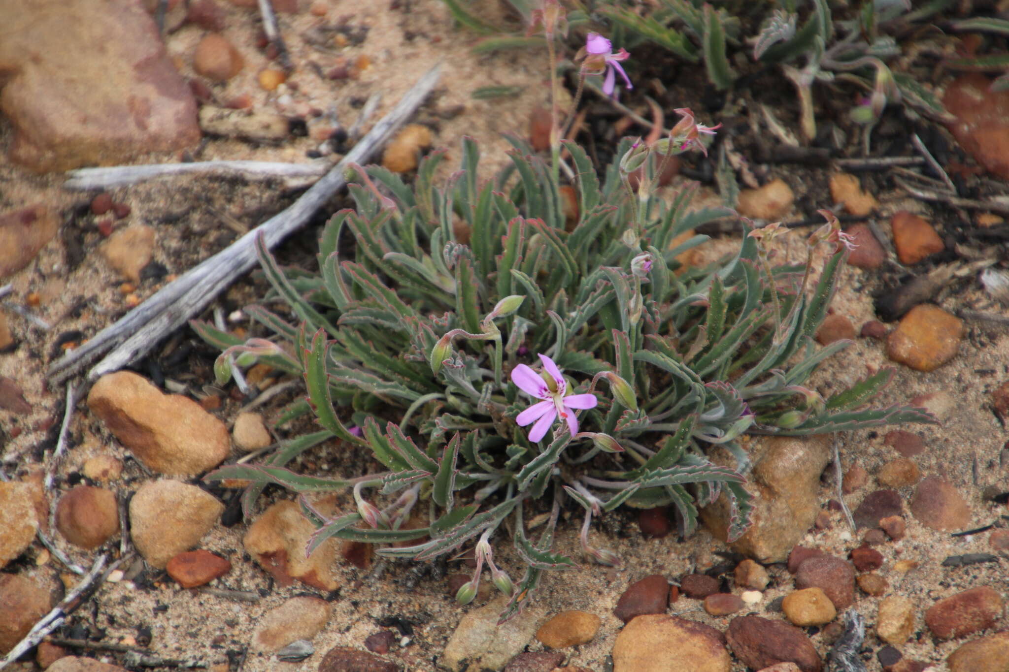 Image of Pelargonium coronopifolium Jacq.