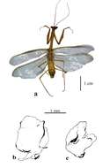 Image of Parastagmatoptera unipunctata Burmeister 1838