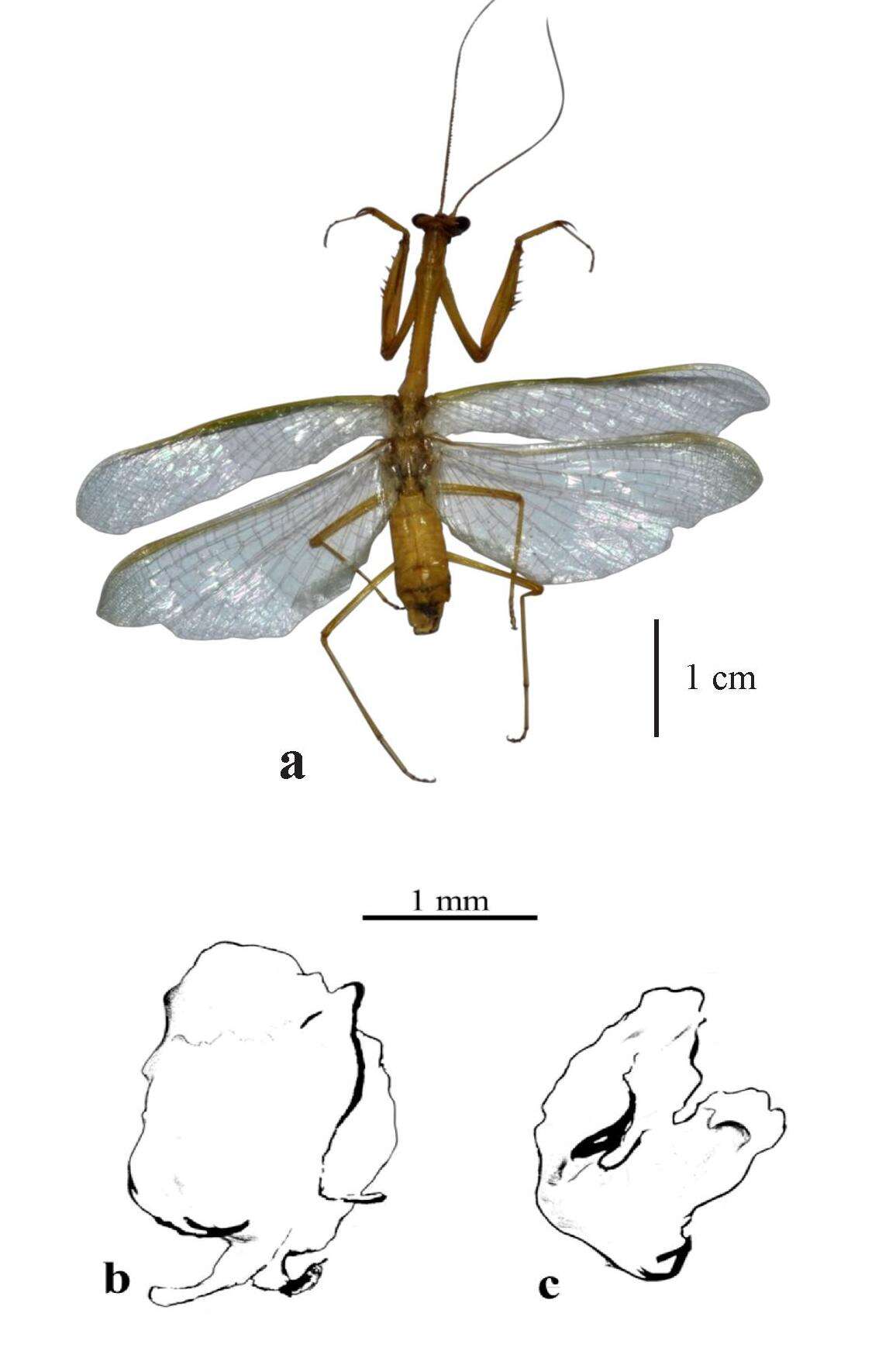 Image of Parastagmatoptera unipunctata Burmeister 1838