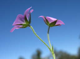 Image of Solander's geranium