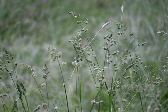 Image of Cocksfoot or Orchard Grass