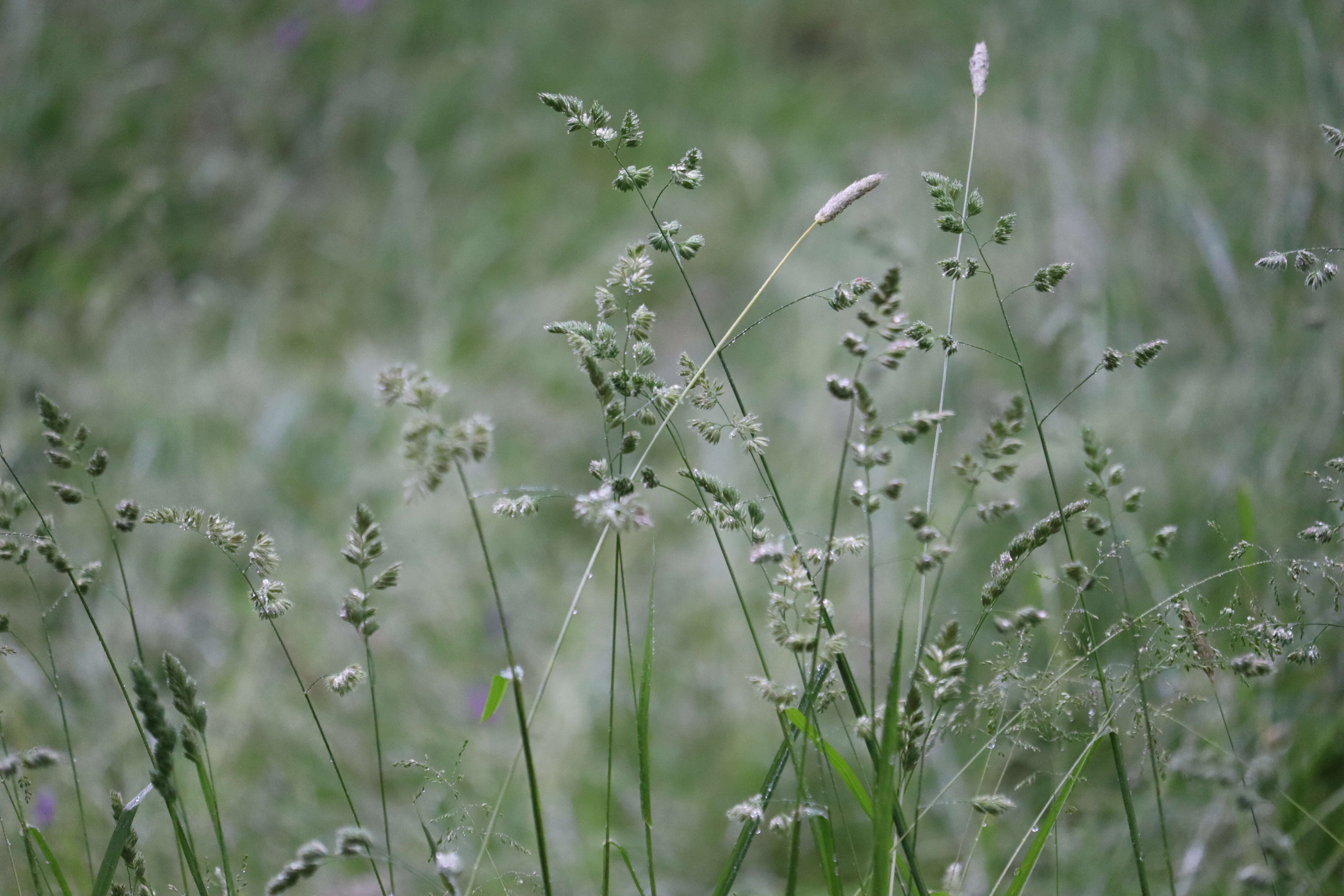 Image of Cocksfoot or Orchard Grass