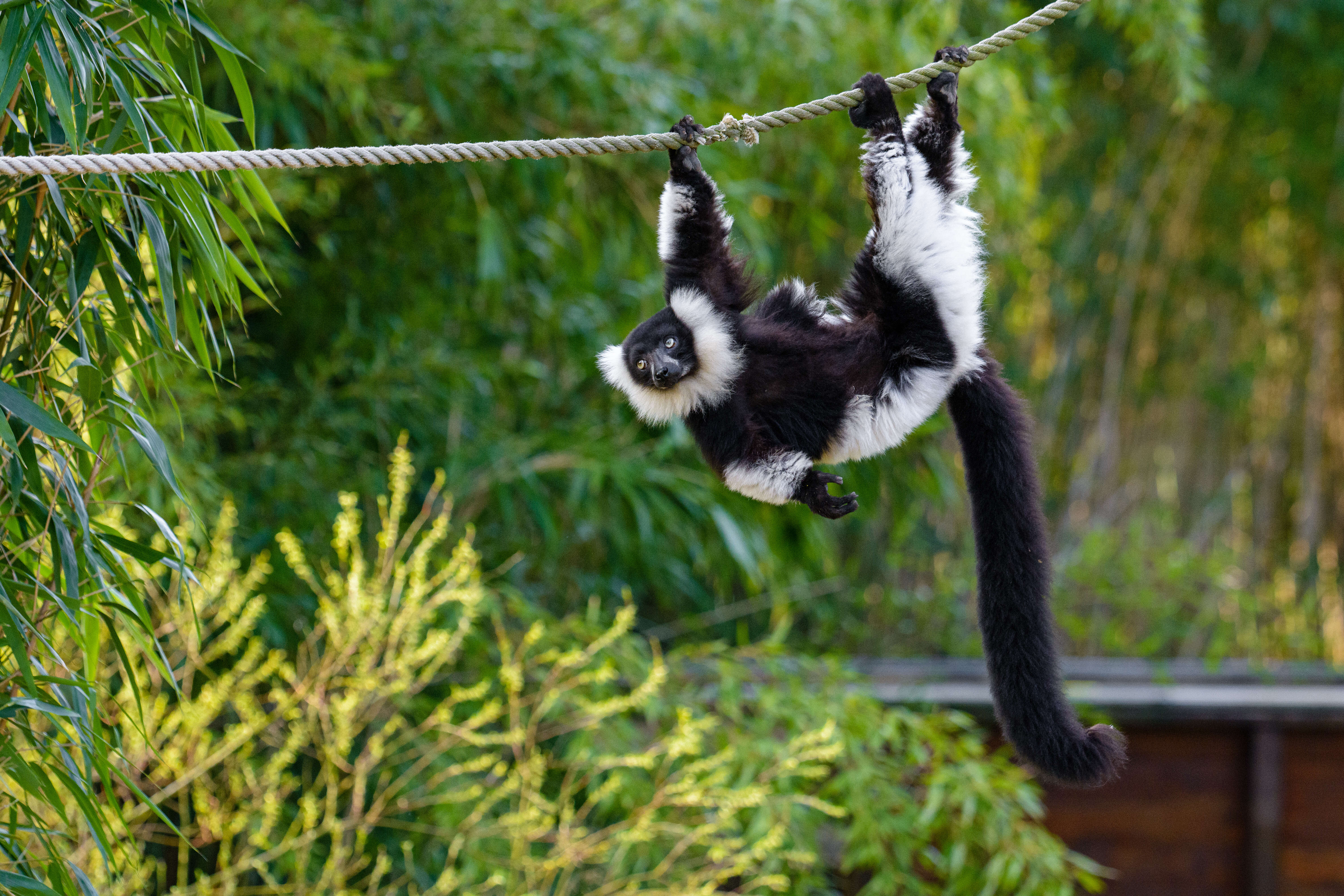 Image of Black-and-white Ruffed Lemur