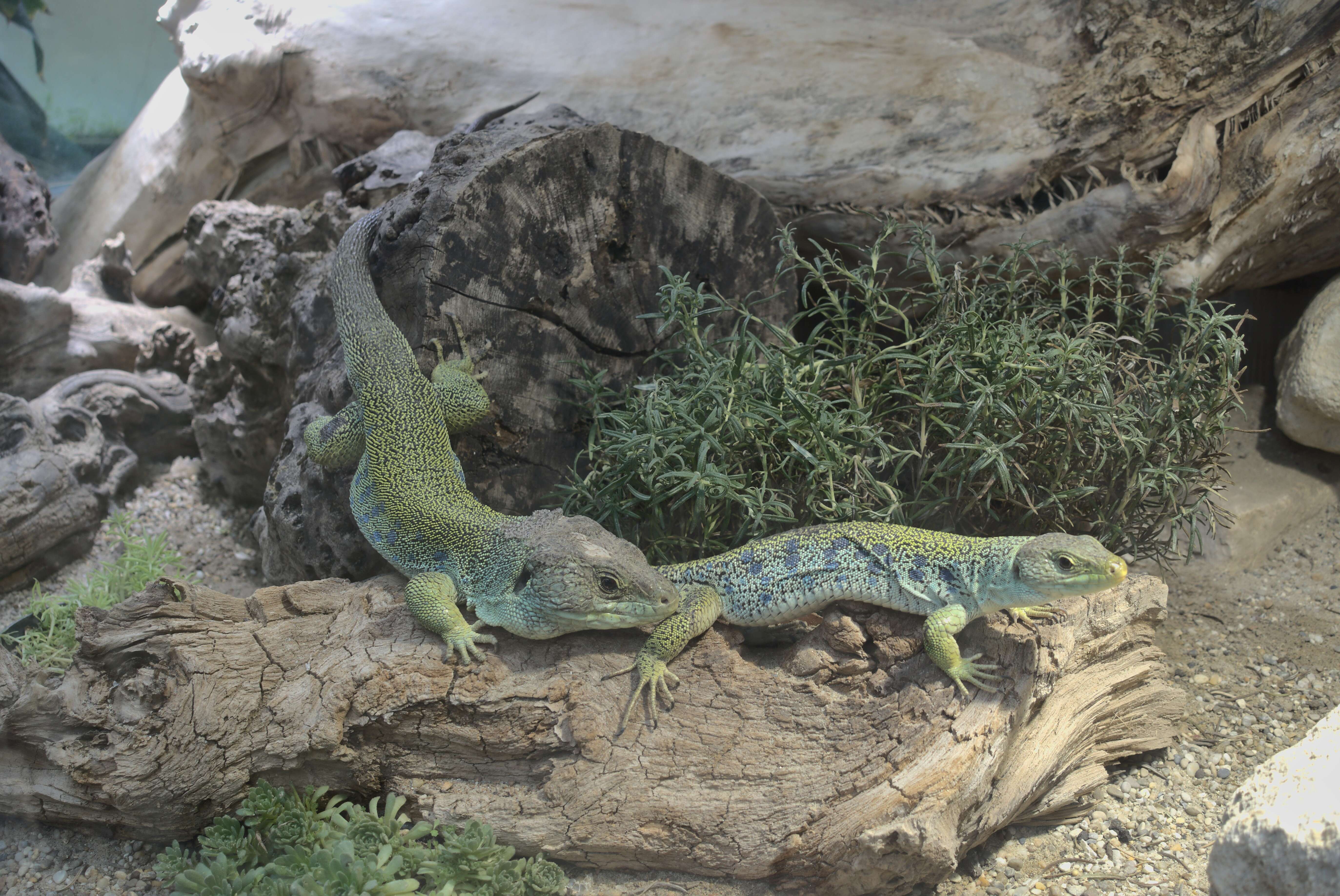 Image of Ocellated Lizard