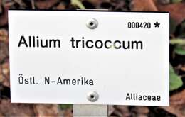 Sivun Allium tricoccum Aiton kuva