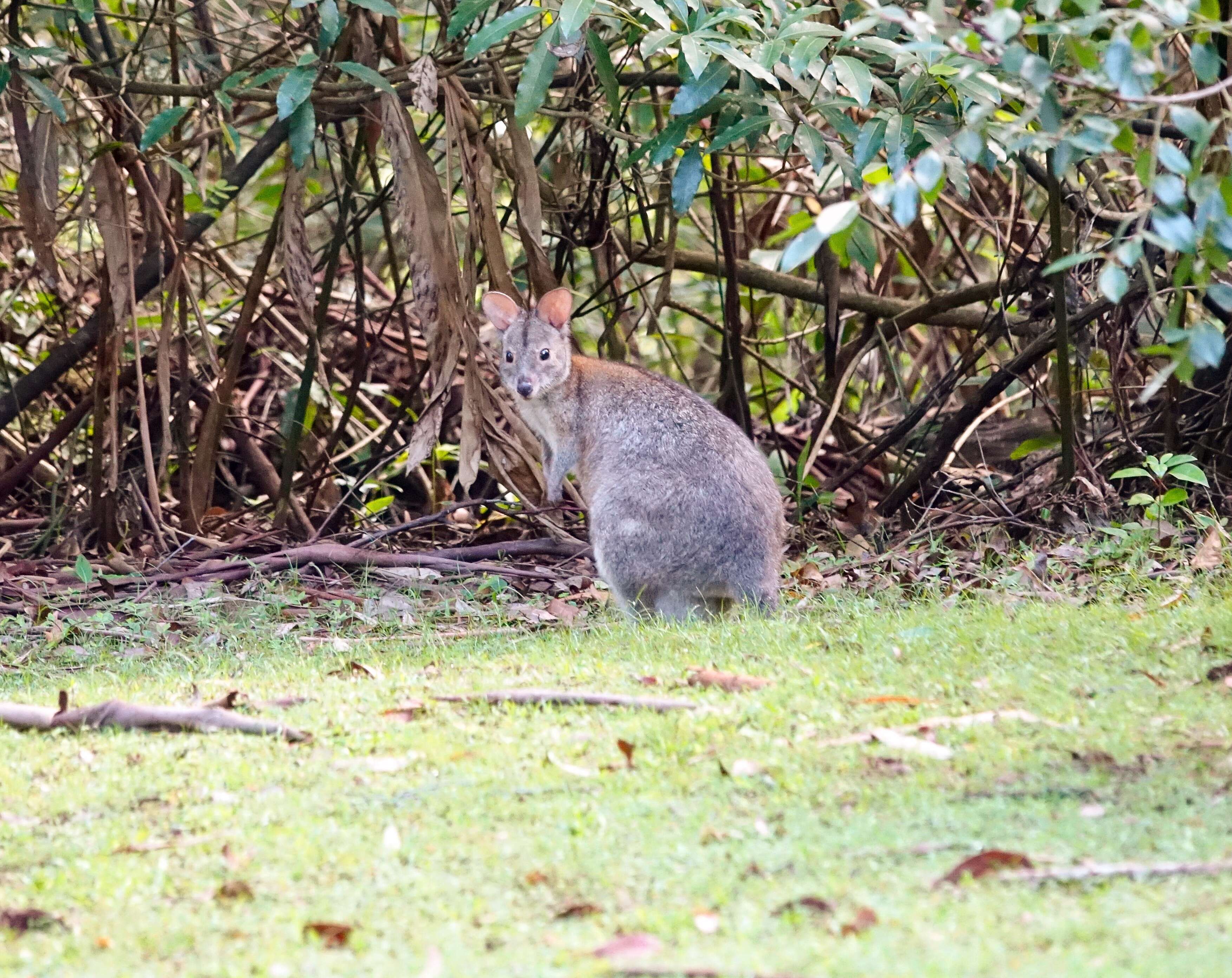 Image of Red-necked Pademelon