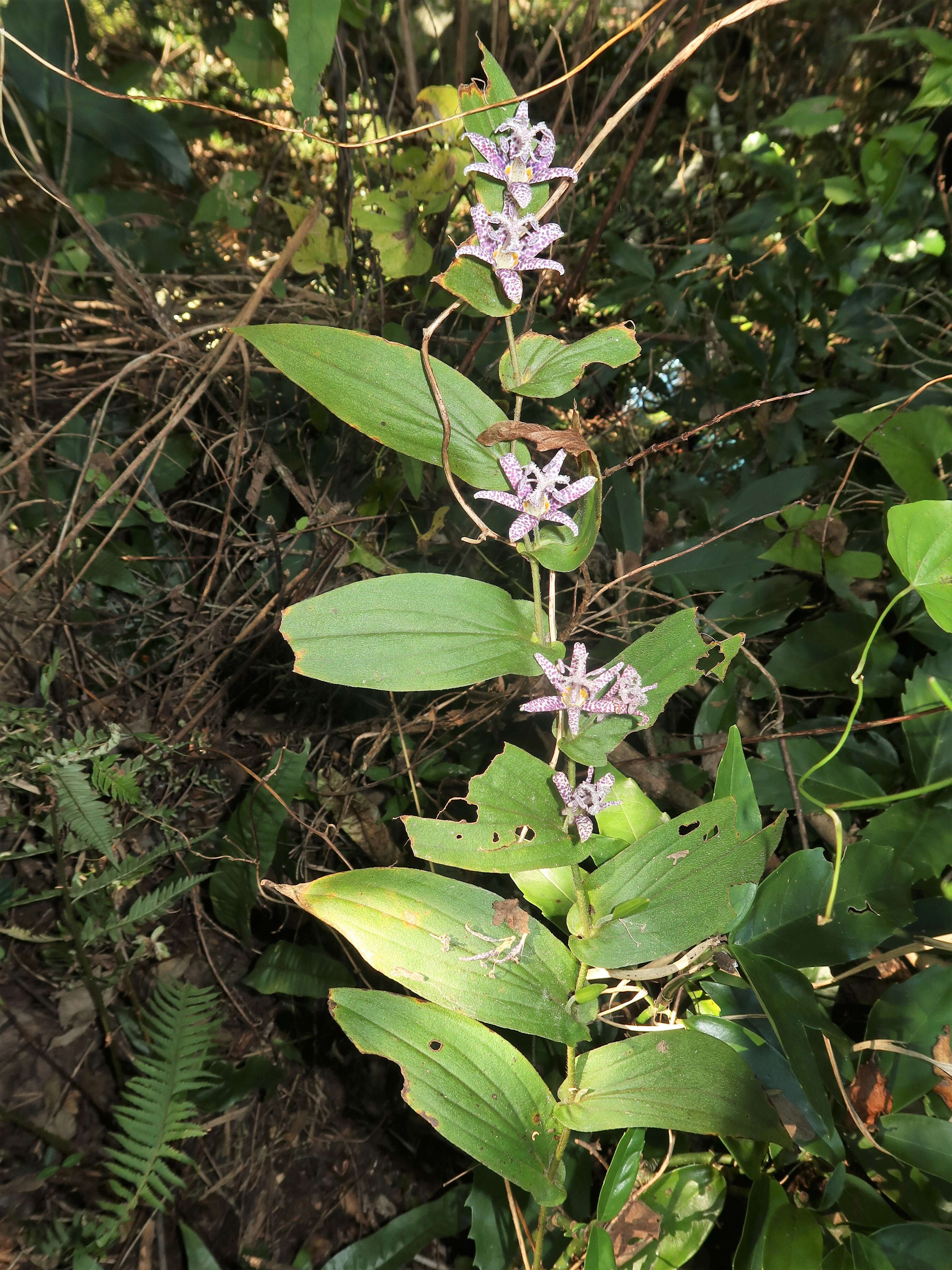 Image of toad lily