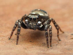 Image of Twinflagged Jumping Spider