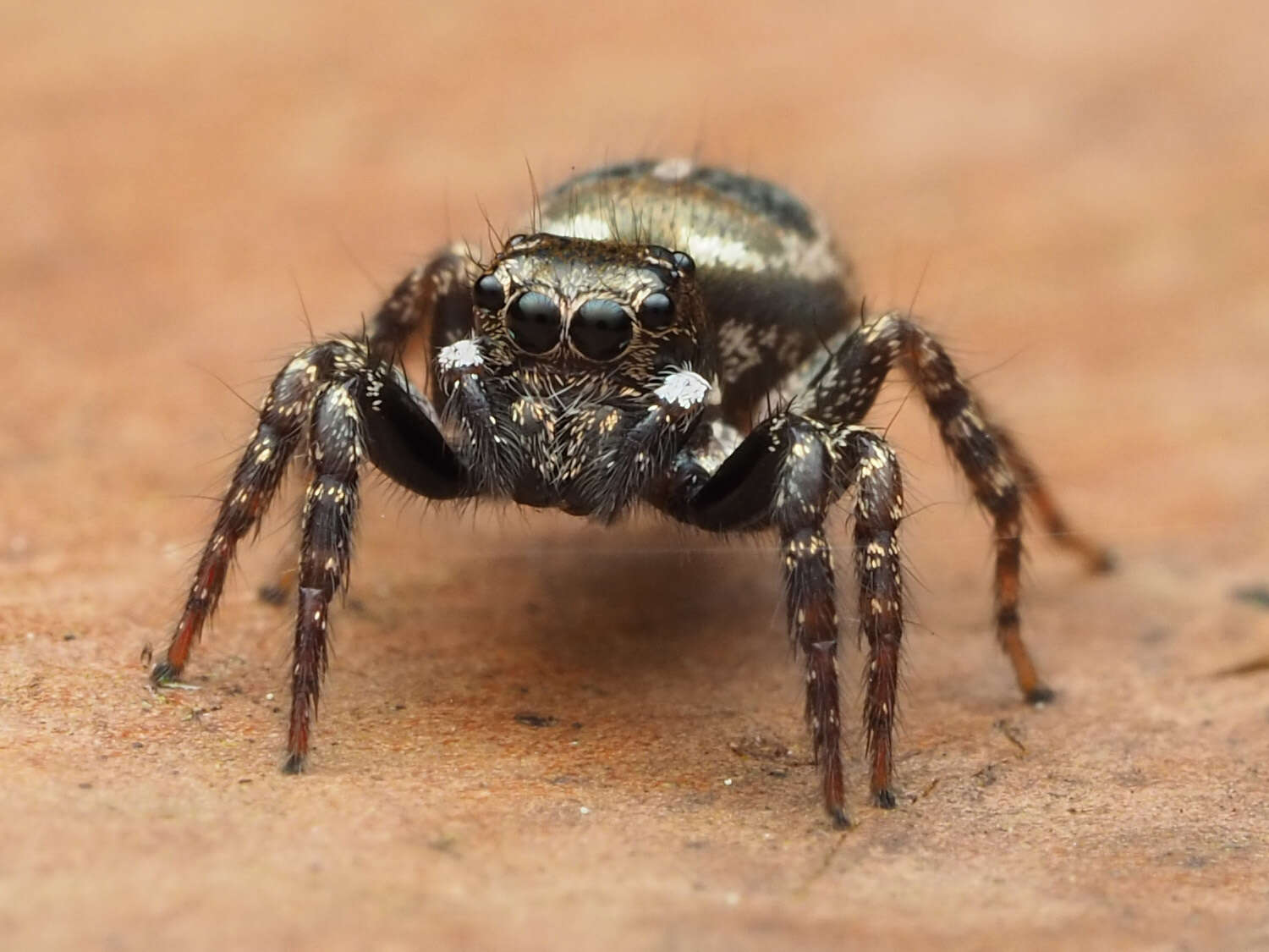 Image of Twinflagged Jumping Spider