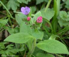 Image of Pulmonaria obscura Dumort.