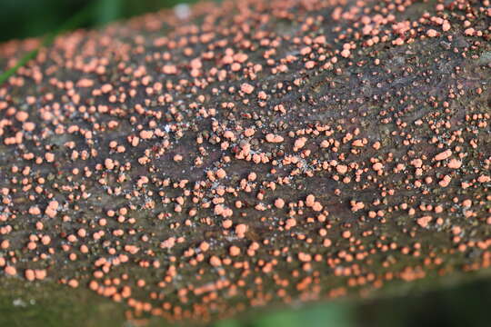 Image of Nectria cinnabarina (Tode) Fr. 1849