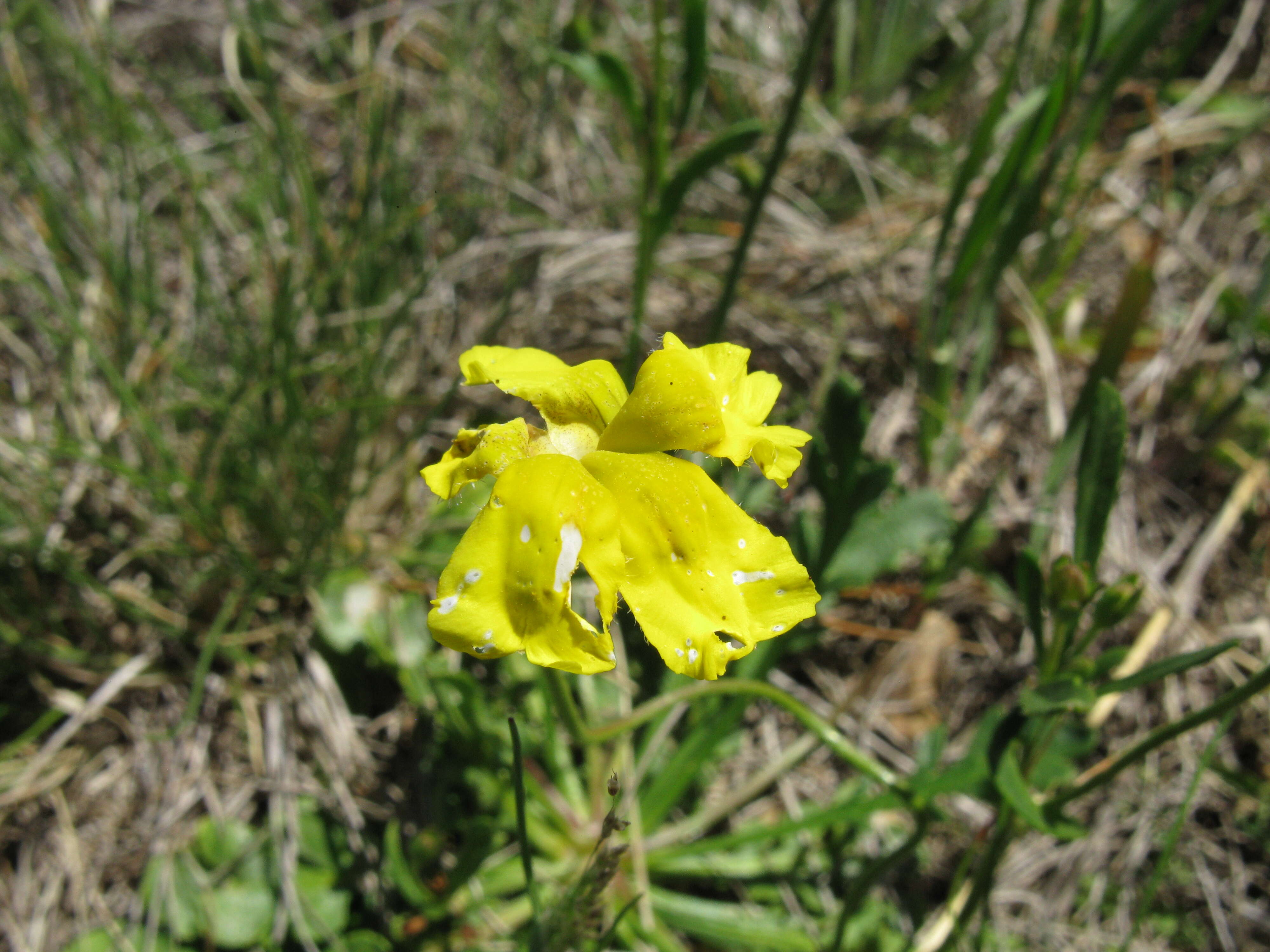 Image of Goodenia pinnatifida Schltdl.