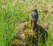 Image of Black Redstart