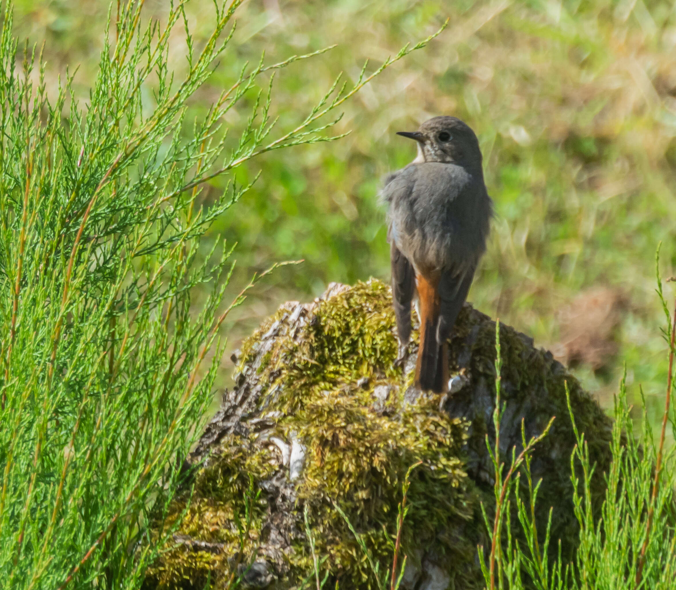 Image of Black Redstart