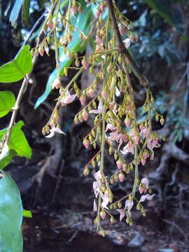 Image of Hopea ponga (Dennst.) D. J. Mabberley