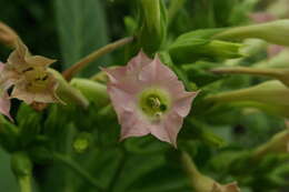 Image de Digitalis sceptrum L. fil.