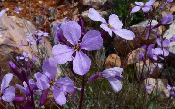 Image de Moricandia arvensis (L.) DC.