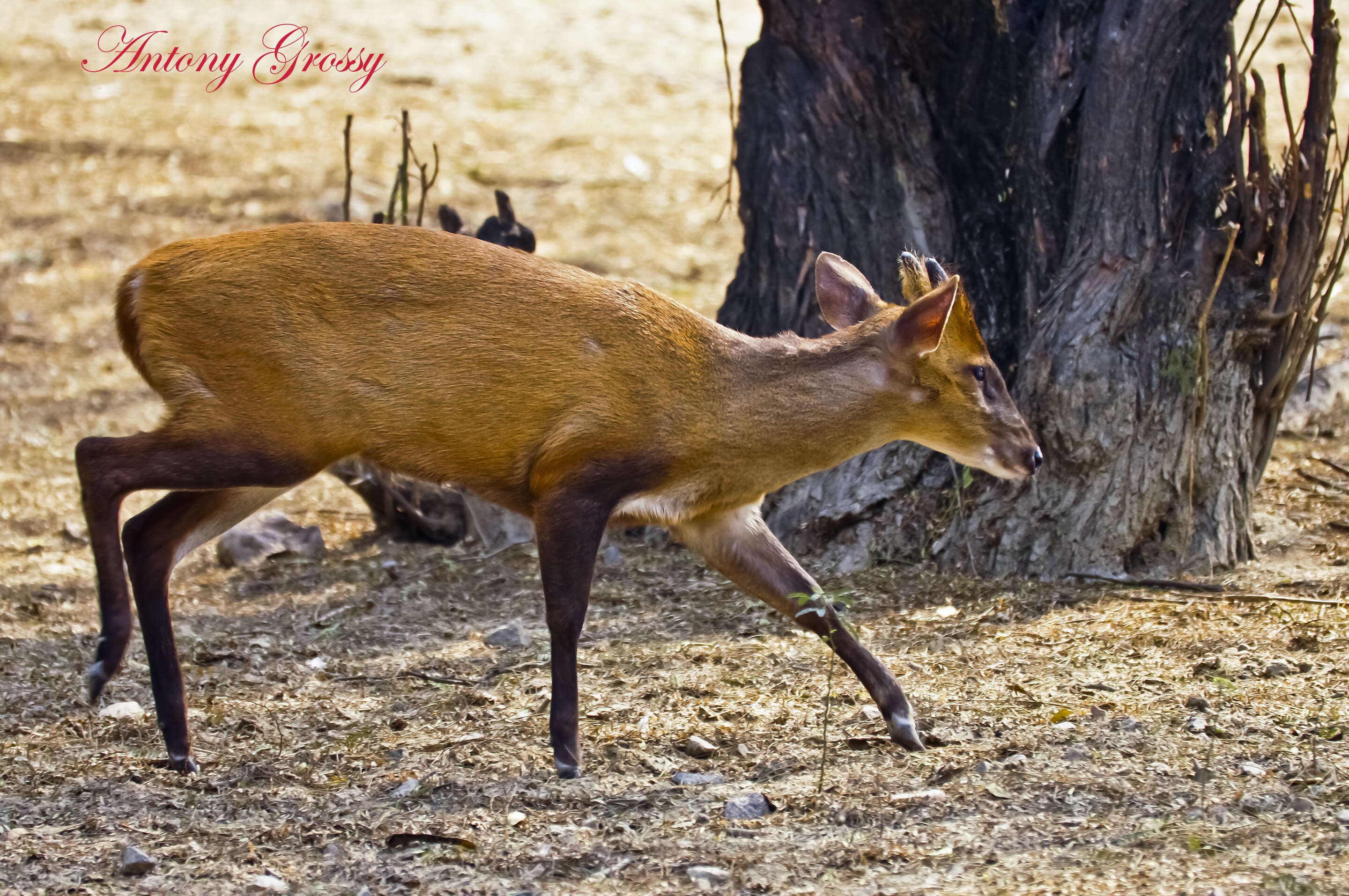 Image of Barking Deer