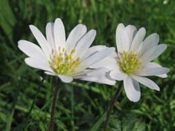 Image of Balkan Anemone