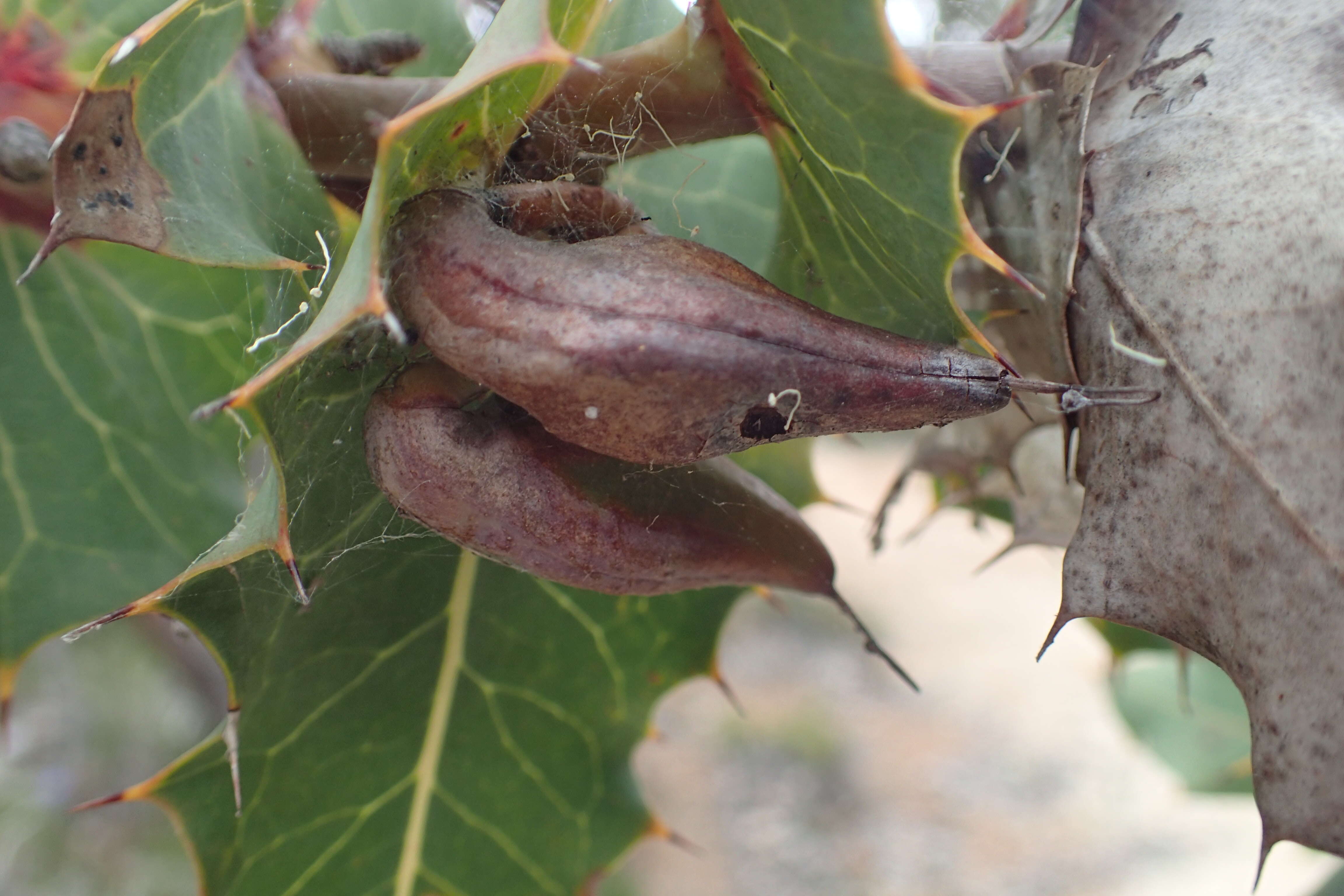 Image of Hakea amplexicaulis R. Br.