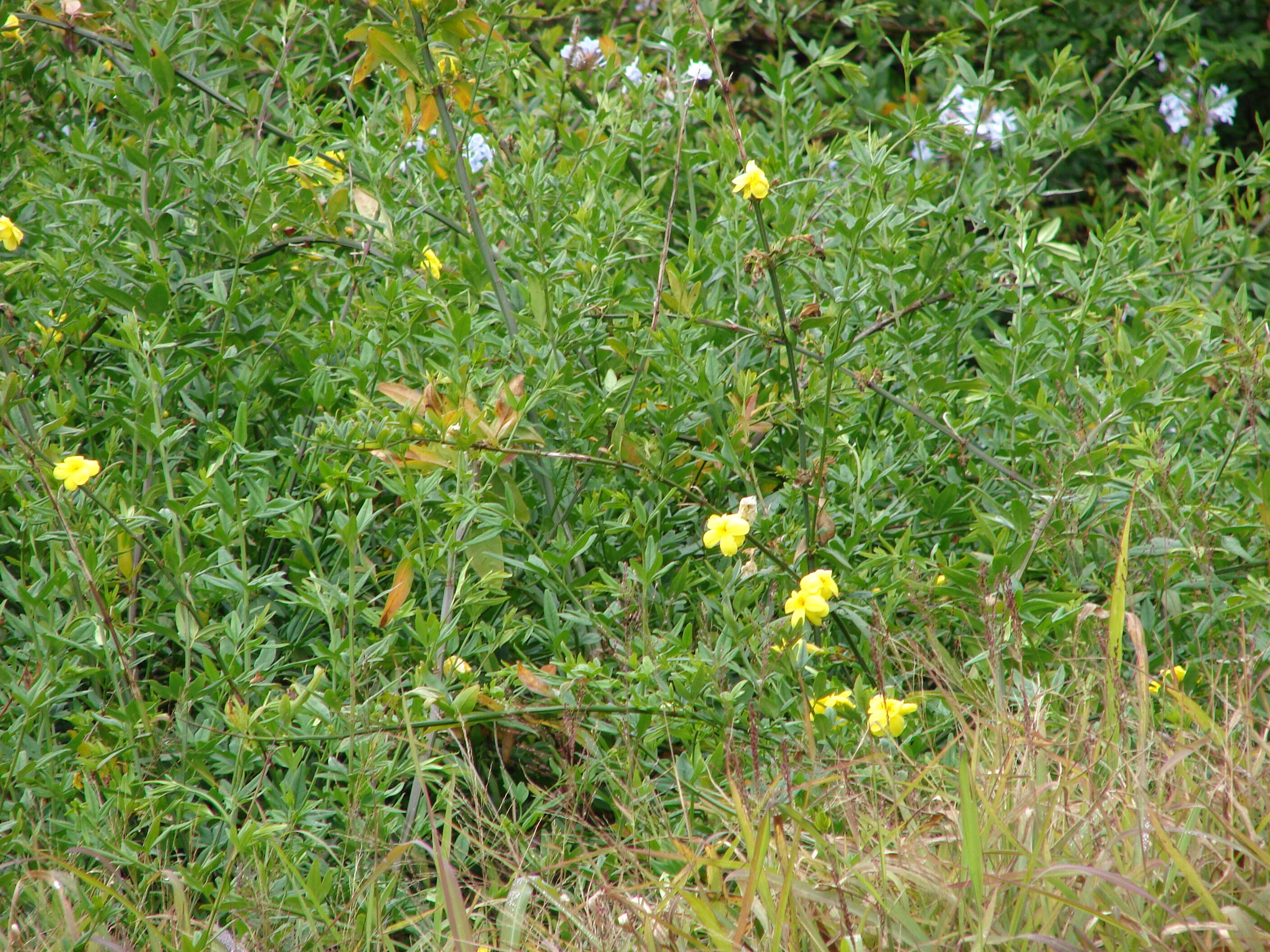 Image of Japanese jasmine