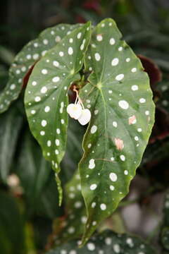 Слика од Begonia maculata Raddi