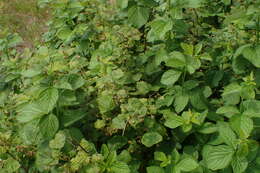 Image of Raspberry