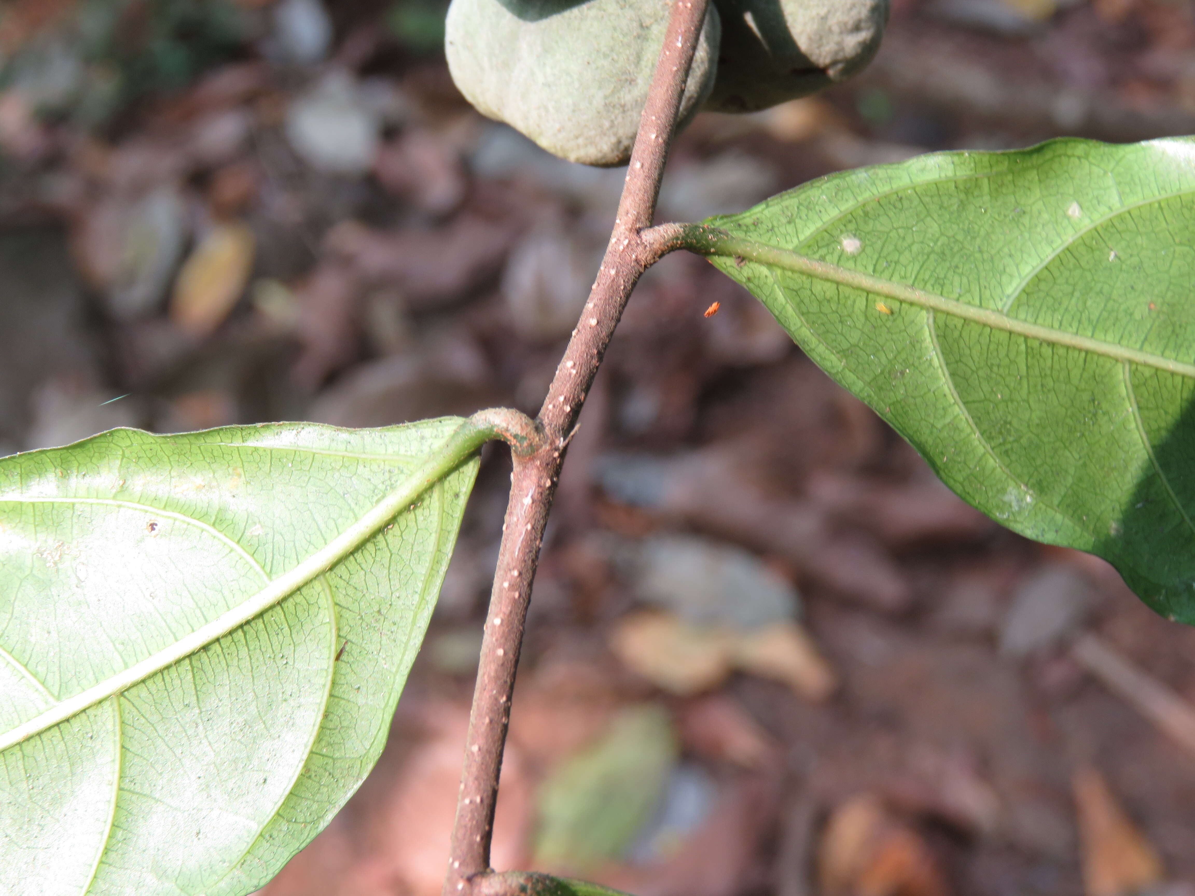 Imagem de Dichapetalum gelonioides (Roxb.) Engl.