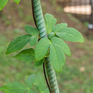 Imagem de Clematis alpina (L.) Miller