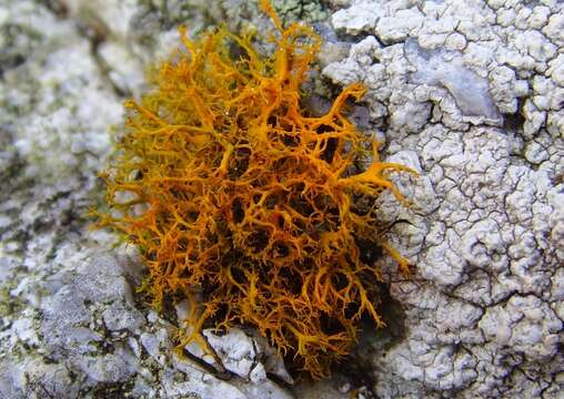 Image of teloschistes lichen