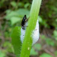 Image of spittlebugs