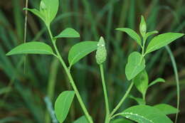 Image of Sphenocleaceae