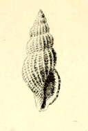 Image of Raphitoma papillosa (Pallary 1904)