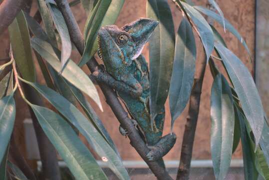 Image of Cone-head Chameleon