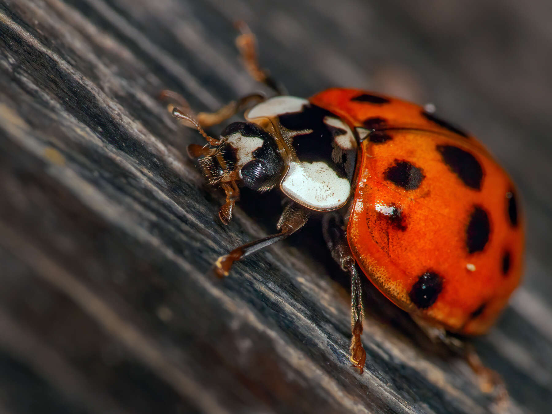 Image of Harmonia axyridis (Pallas 1773)