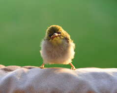 Image of Japanese White-eye