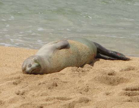 Image of Hawaiian Monk Seal